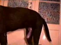 Sexually aroused dog wants to fuck its mistress deep in her vagina